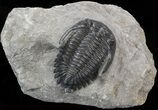 Hollardops Trilobite - Sharp Eye Detail #41842-4